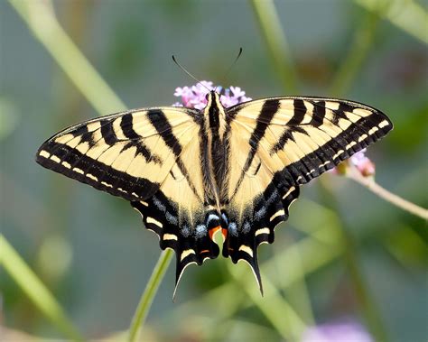 Western Tiger Swallowtail Papilio Rutulus This Western T Flickr