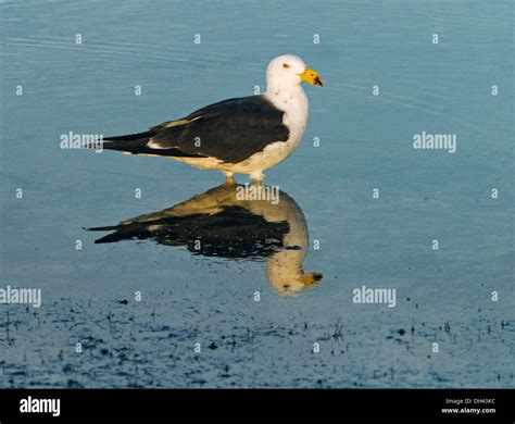 Pacific Gull Larus Pacificus Wading And Reflected In Blue Water At