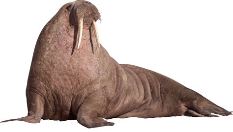 Walrus Animal Png Image Hd Png All