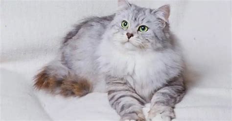 Siberian Cat Breed Information And Advice Your Cat