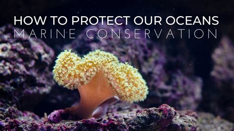 What Is Marine Conservation How To Protect Our Oceans Youtube