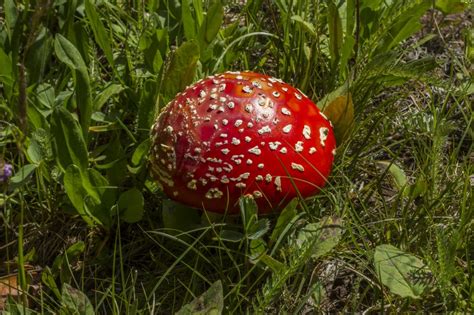 Wild Red Mushrooms Pictures All Mushroom Info