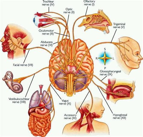 Pin By Sedecrem Zerep On Neurology Cranial Nerves Vagus Nerve Neurological System