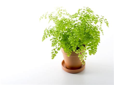 14 Hardy Houseplants That Will Survive The Winter This Fern Can
