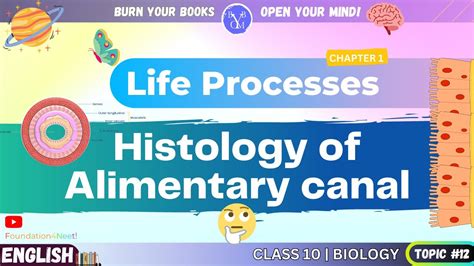 Digestion And Absorption Histology Of Alimentary Canal Neet Biology