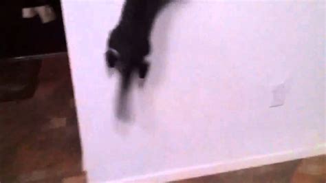 Cat Literally Bouncing Off The Wall Youtube