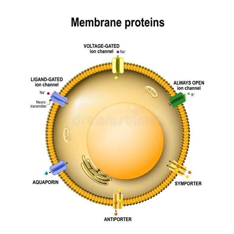 Cell Membrane Structure On White Background Isolated Education Vector