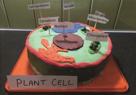 Top 169 How To Build An Animal Cell Model