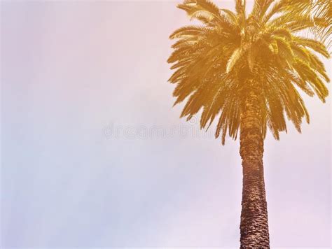 California Palm Trees In A Vintage Style Stock Photo Image Of Sand
