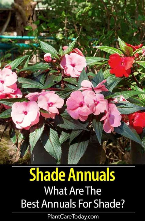 These have larger flowers and bolder leaves. Shade Annuals: What Are The Best Annuals For Shade ...