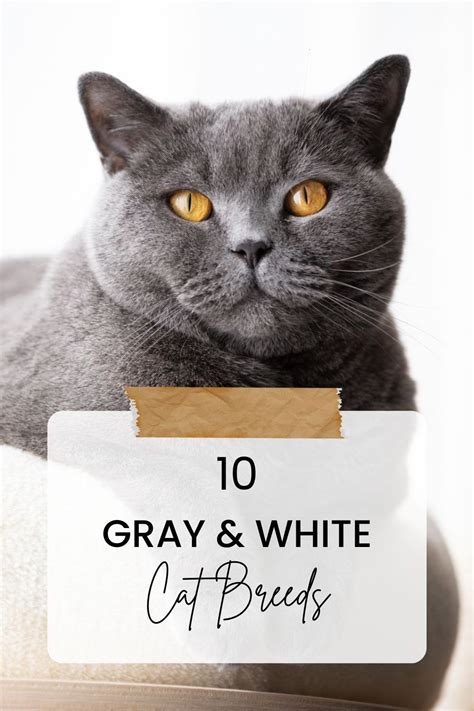 10 Most Adorable Gray And White Cat Breeds With Pictures And Fun Facts