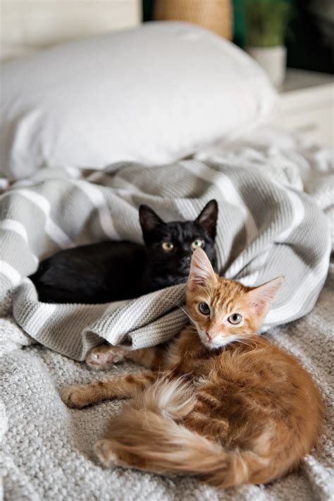 6 Tips For Bringing A New Kitten Home In The Know Mom