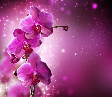 Desktop Wallpapers Orchids Pink Color Flowers Closeup