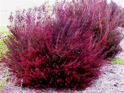 Ruby blocks are anonymous functions that can be passed into methods. Serena's Secret Gardens: Leptospermum spp.