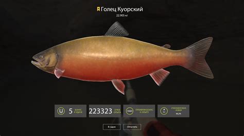 It a cold night and that means burbot fishing! Russian Fishing 4 🎣 Trophy Kuori Char 22.9 in Kuori Lake ...