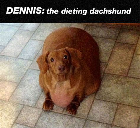 The Dieting Dog Barnorama
