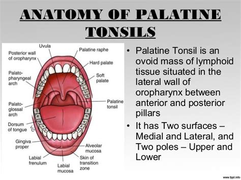 Tonsils Anatomy And Physiology
