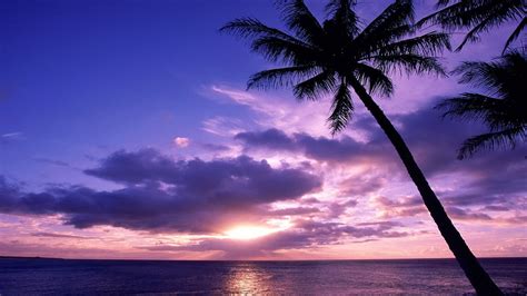 Coconut Trees In White Clouds Blue Sky Ocean Water During Sunset Hd