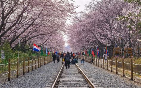2019 Top Cherry Blossom Spots In Korea Forecast And Flowering Time
