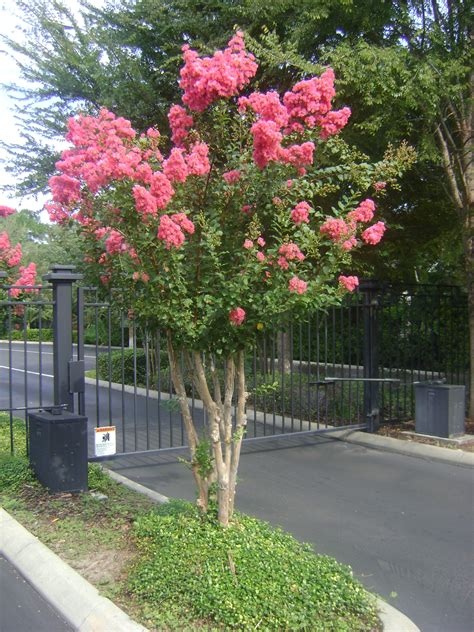 Buy Crepe Myrtle Trees For Sale In Orlando Kissimmee