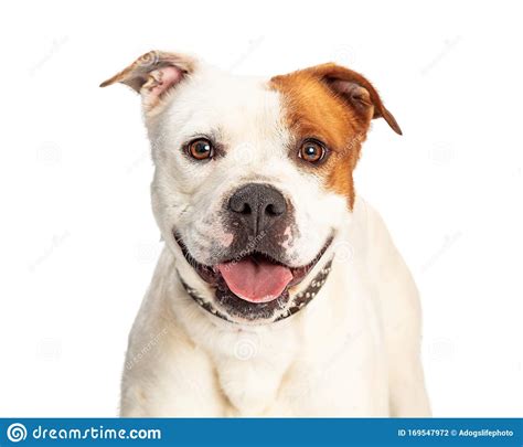 Closeup Of Happy Pit Bull Smiling Dog Stock Photo Image Of Studio