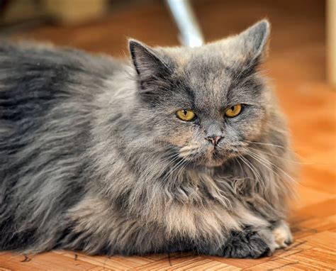 Beautiful Fluffy Gray Cat Stock Image Image Of Domestic 40213771