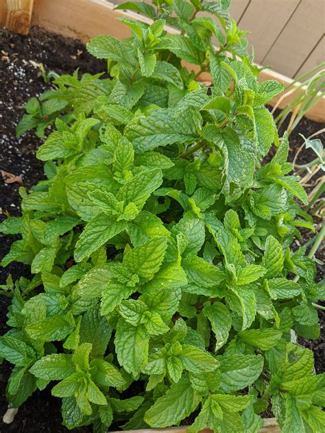 Mint Plant Herbs Herb Garden Mint Plants