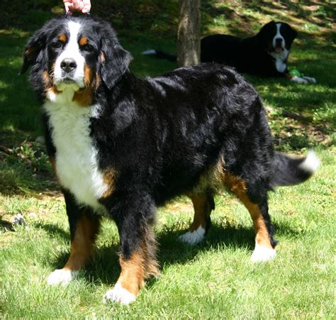 59 Bernese Mountain Dog Picture Photo Bleumoonproductions