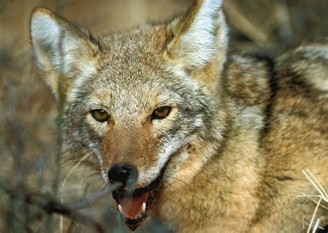 Coyote Canis Latrans