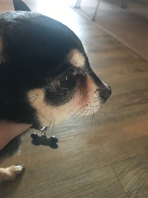 My Chihuahuas Face Has Swollen Significantly On One Side And I Am Not Sure Why This Happened