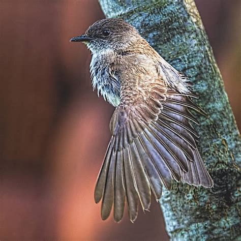 Eastern Kingbird Flycatcher Preening Focusing On Wildlife