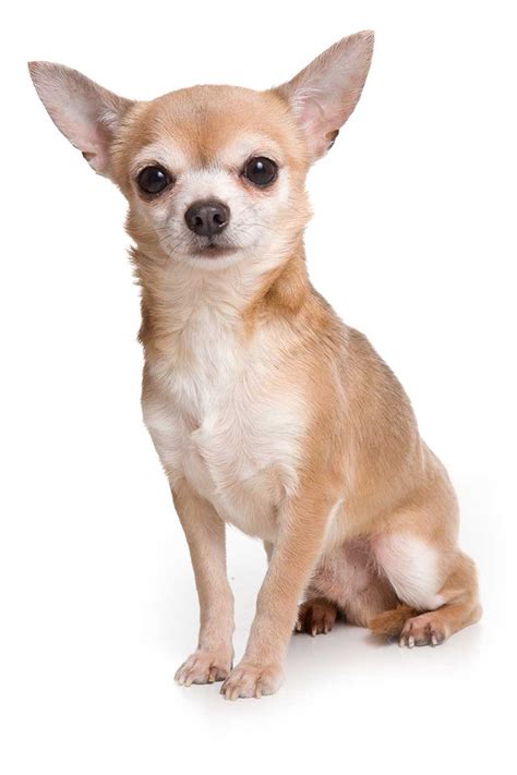 27 All Breeds Of Chihuahua Image Bleumoonproductions