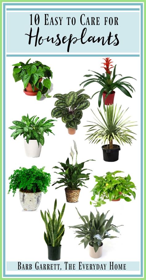 What Is An Easy House Plant To Take Care Of Studio Mcgee Kitchen