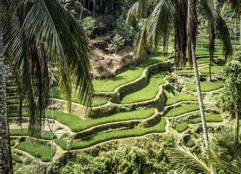 Best Cooking Classes With Rice Field Paddy Tour In Bali Book Online