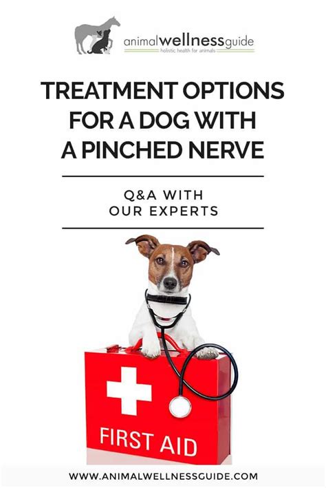 Qanda Treatment Options For A Dog With Pinched Nerve In Back Animal