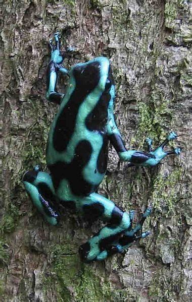 Black And Green Poison Dart Frog From Wikipedia The Creative Commons