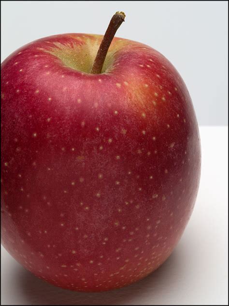 Spencer—Apples of Maine | Hakusan Creation