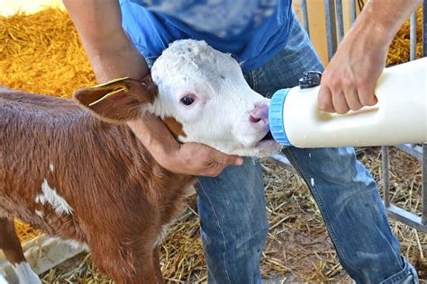 Bottle Feeding With Calf Milk Replacer 101 Full Guide Review