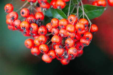 Berry Rowan Fruit Close Up Picture Image 115316250