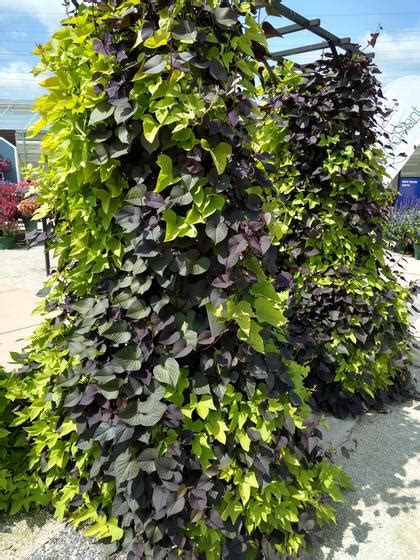 Ipomoea Solartower Black Sweet Potato Vine From Rush Creek Growers