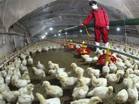 Just click on the link below How Much Should We Worry About Poultry Imported From China ...