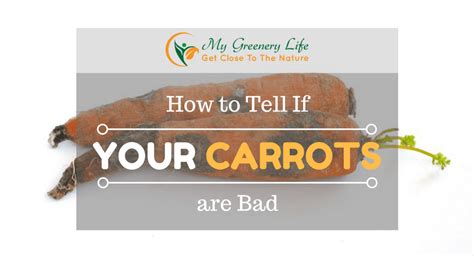 How To Tell If Your Carrots Are Bad My Greenery Life