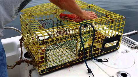 How A Lobster Trap Works Youtube