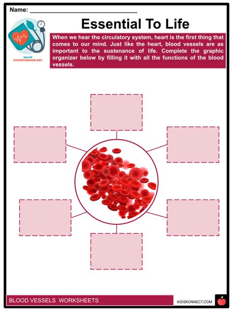 Blood Vessels Facts And Worksheets Types Flow Care