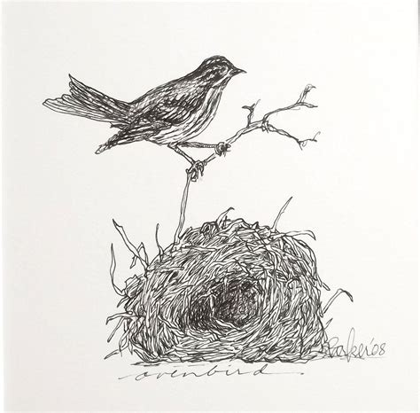 Nest Illustration Woodland Animal Art Bird Drawings Black And White