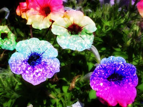 Rainbow Glitter Flowers By Lt Arts On Deviantart