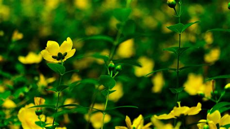 Download Wallpaper 3840x2160 Flowers Yellow Bloom