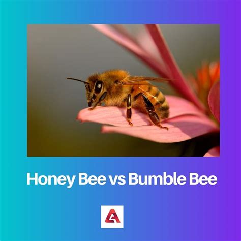 Honey Bee Vs Bumble Bee Difference And Comparison