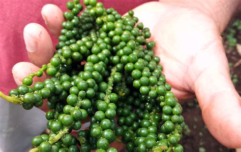 Definitions for fresh graduate fresh grad·u·ate. Fresh Green Peppercorns Are Sold in New York - The New ...