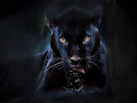 Passionate photographers have captured the most gorgeous animals in the world in their natural habitats and shared them with unsplash. Black Panther Animal Wallpapers - Wallpaper Cave
